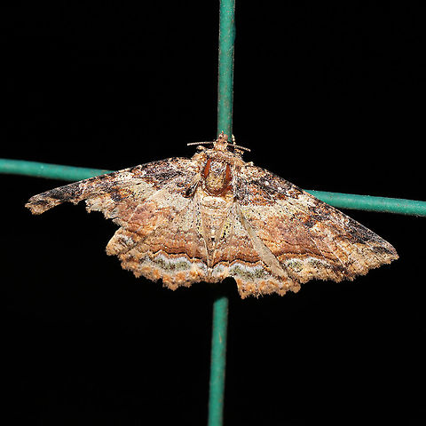 Colorful Zale Moth (Zale minerea) At a 365 + 395 UV light setup at a mixed forest edge.
 Colorful Zale,Geotagged,Moth Week 2021,Summer,United States,Zale minerea