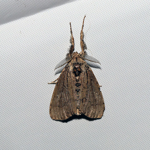 Dasychira tephra  At a 365 + 395 UV light setup at a mixed forest edge. Dasychira tephra,Geotagged,Moth Week 2021,Summer,United States