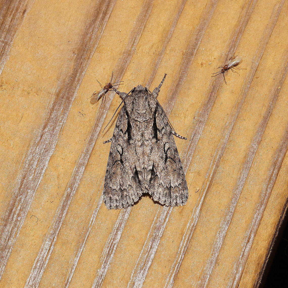 Cherry Dagger (Acronicta hasta)  At a 365 + 395 UV light setup at a mixed forest edge. Acronicta hasta,Geotagged,Moth Week 2021,Summer,United States
