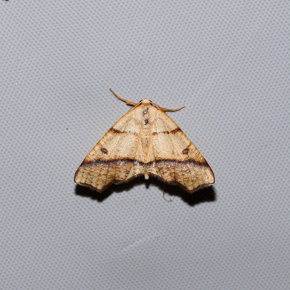 Hollow-spotted Plagodis Moth (Plagodis alcoolaria)  At a 365 + 395 UV light setup at a mixed forest edge. Geotagged,Hollow-spotted plagodis,Moth Week 2021,Plagodis alcoolaria,Summer,United States