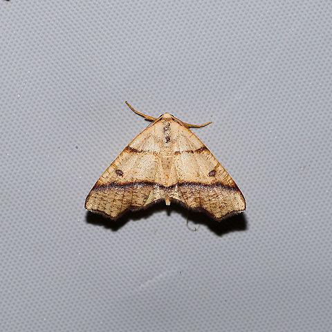 Hollow-spotted Plagodis Moth (Plagodis alcoolaria)  At a 365 + 395 UV light setup at a mixed forest edge. Geotagged,Hollow-spotted plagodis,Moth Week 2021,Plagodis alcoolaria,Summer,United States