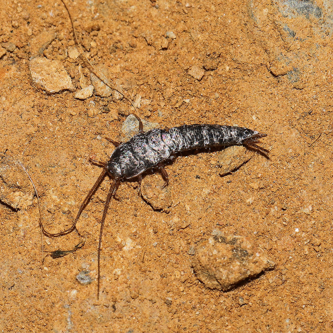 Unknown Silverfish (Family Lepismatidae?) Definitely not my area of expertise. Found at a disturbed mixed forest edge.<br />
<figure class="photo"><a href="https://www.jungledragon.com/image/118741/unknown_silverfish_family_lepismatidae.html" title="Unknown Silverfish (Family Lepismatidae?)"><img src="https://s3.amazonaws.com/media.jungledragon.com/images/3231/118741_thumb.jpg?AWSAccessKeyId=05GMT0V3GWVNE7GGM1R2&Expires=1767225610&Signature=IQSr1NaXm9WR7TjlY3sNk%2FZCgOg%3D" width="200" height="200" alt="Unknown Silverfish (Family Lepismatidae?) Definitely not my area of expertise. Found at a disturbed mixed forest edge. <br />
https://www.jungledragon.com/image/118740/unknown_silverfish_order_zygentoma.html Geotagged,Summer,United States" /></a></figure> Geotagged,Summer,United States