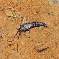 Unknown Silverfish (Family Lepismatidae?) Definitely not my area of expertise. Found at a disturbed mixed forest edge.<br />
https://www.jungledragon.com/image/118741/unknown_silverfish_order_zygentoma.html Geotagged,Summer,United States
