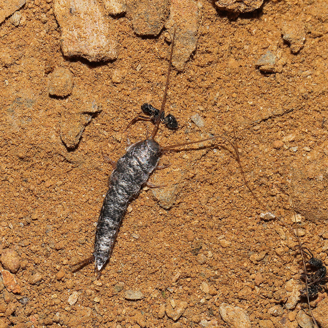Unknown Silverfish (Family Lepismatidae?) Definitely not my area of expertise. Found at a disturbed mixed forest edge. <br />
<figure class="photo"><a href="https://www.jungledragon.com/image/118740/unknown_silverfish_family_lepismatidae.html" title="Unknown Silverfish (Family Lepismatidae?)"><img src="https://s3.amazonaws.com/media.jungledragon.com/images/3231/118740_thumb.jpg?AWSAccessKeyId=05GMT0V3GWVNE7GGM1R2&Expires=1759968010&Signature=vdHYd7jZ7qbWSm%2Ft%2BegzOvS%2Fb6o%3D" width="200" height="200" alt="Unknown Silverfish (Family Lepismatidae?) Definitely not my area of expertise. Found at a disturbed mixed forest edge.<br />
https://www.jungledragon.com/image/118741/unknown_silverfish_order_zygentoma.html Geotagged,Summer,United States" /></a></figure> Geotagged,Summer,United States
