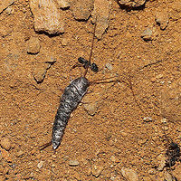 Unknown Silverfish (Family Lepismatidae?) Definitely not my area of expertise. Found at a disturbed mixed forest edge. <br />
https://www.jungledragon.com/image/118740/unknown_silverfish_order_zygentoma.html Geotagged,Summer,United States
