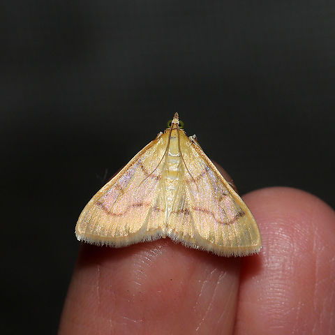 Hahncappsia mancalis At a disturbed mixed forest edge. Geotagged,Hahncappsia mancalis,Moth Week 2021,Summer,United States