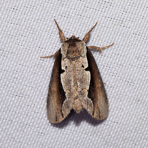 Double-toothed Prominent Moth (Nerice bidentata) At a 365 + 395nm UV light setup at a mixed forest edge
 Geotagged,Moth Week 2021,Nerice bidentata,Summer,United States