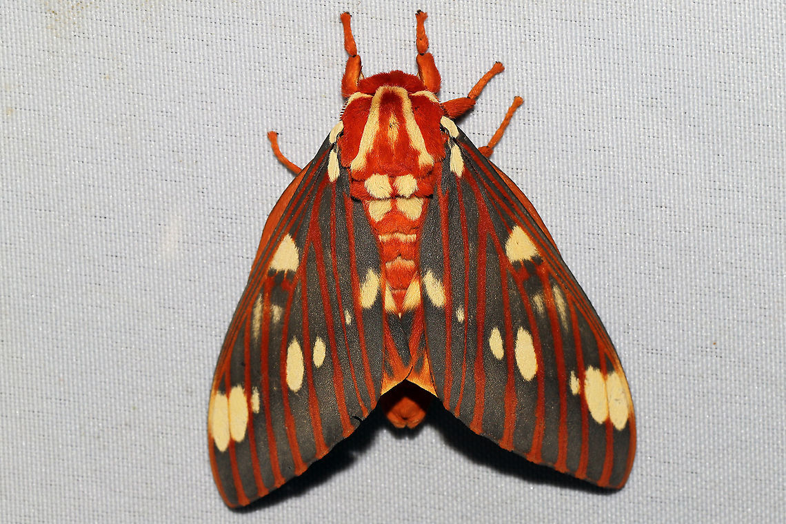 Regal Moth (Citheronia regalis) At a 365 + 395nm UV light setup at a mixed forest edge Citheronia regalis,Geotagged,Moth Week 2021,Regal Moth,Summer,United States