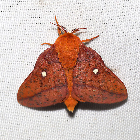 Spiny Oakworm Moth (Anisota stigma) At a 365 + 395nm UV light setup at a mixed forest edge Anisota stigma,Geotagged,Moth Week 2021,Summer,United States