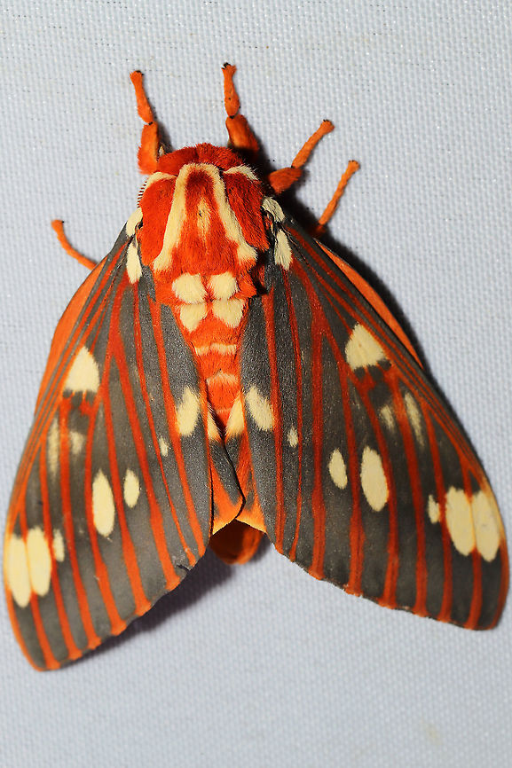 Regal Moth (Citheronia regalis) At a 365 + 395nm UV light setup at a mixed forest edge Citheronia regalis,Geotagged,Moth Week 2021,Regal Moth,Summer,United States