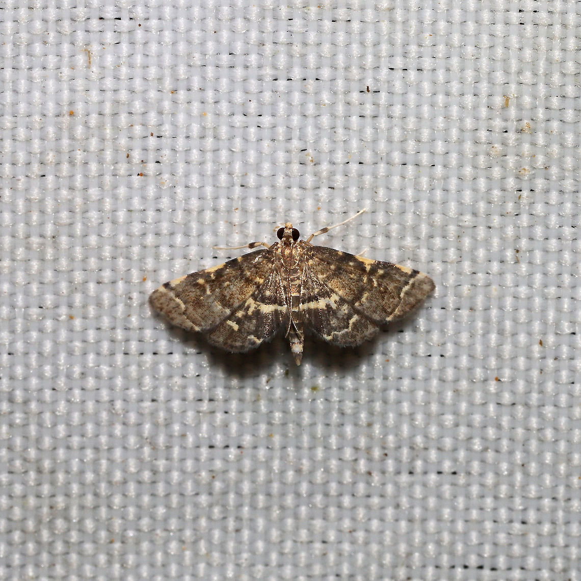 Yellow-Spottted Webworm Moth (Anageshna primordialis) At a 365 + 395nm UV light setup at a mixed forest edge<br />
 Anageshna,Anageshna primordialis,Geotagged,Moth Week 2021,Summer,United States