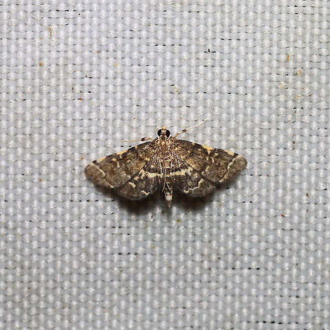 Yellow-Spottted Webworm Moth (Anageshna primordialis) At a 365 + 395nm UV light setup at a mixed forest edge
 Anageshna,Anageshna primordialis,Geotagged,Moth Week 2021,Summer,United States