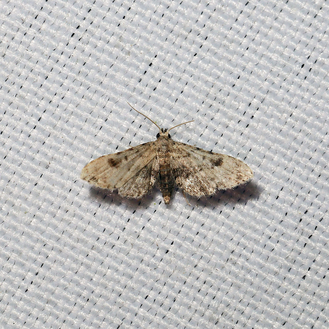 Brown False Pug (Sigela brauneata) At a 365 + 395nm UV light setup at a mixed forest edge<br />
 Brown False Pug,Geotagged,Moth Week 2021,Sigela brauneata,Summer,United States