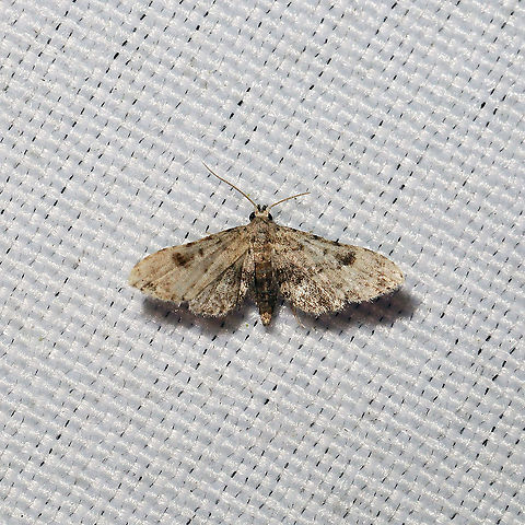 Brown False Pug (Sigela brauneata) At a 365 + 395nm UV light setup at a mixed forest edge
 Brown False Pug,Geotagged,Moth Week 2021,Sigela brauneata,Summer,United States