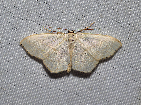 Tribe Sterrhini At a 365 + 395nm UV light setup at a mixed forest edge. Maybe another Idaea obfusaria? Geotagged,Moth Week 2021,Summer,United States