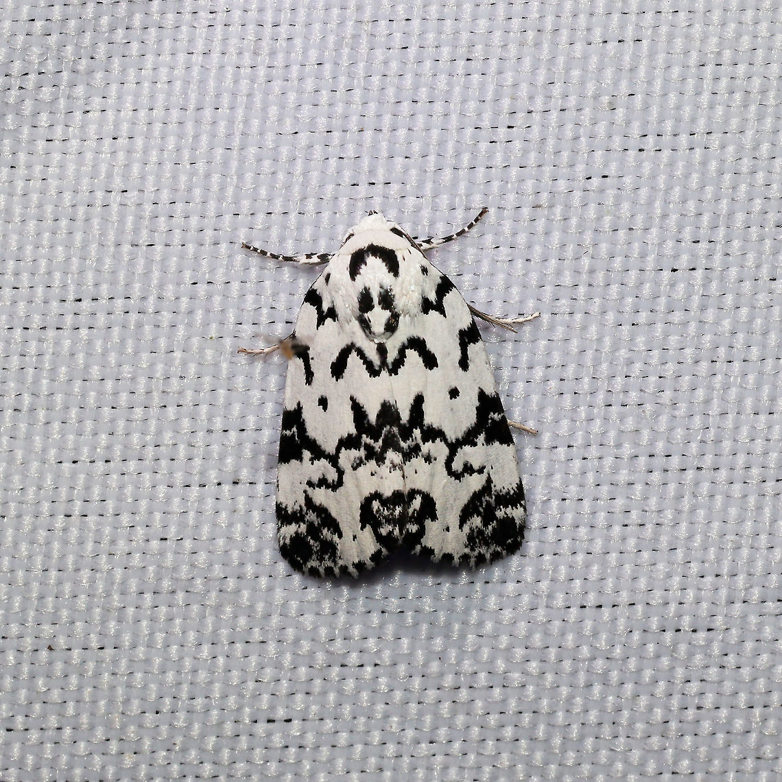 Hebrew Moth (Polygrammate hebraeicum) At a 365 + 395nm UV light setup at a mixed forest edge Geotagged,Hebrew moth,Moth Week 2021,Polygrammate hebraeicum,Summer,United States