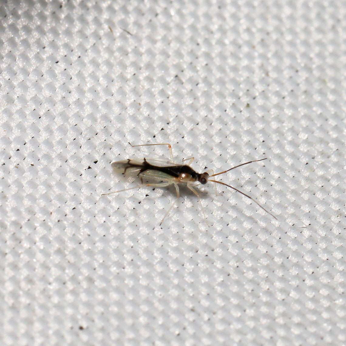 Hyaliodes vitripennis At a 365+395nm UV light setup at a mixed forest edge.<br />
 Geotagged,Hyaliodes vitripennis,Summer,United States