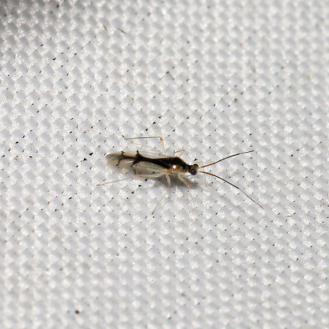 Hyaliodes vitripennis At a 365+395nm UV light setup at a mixed forest edge.
 Geotagged,Hyaliodes vitripennis,Summer,United States