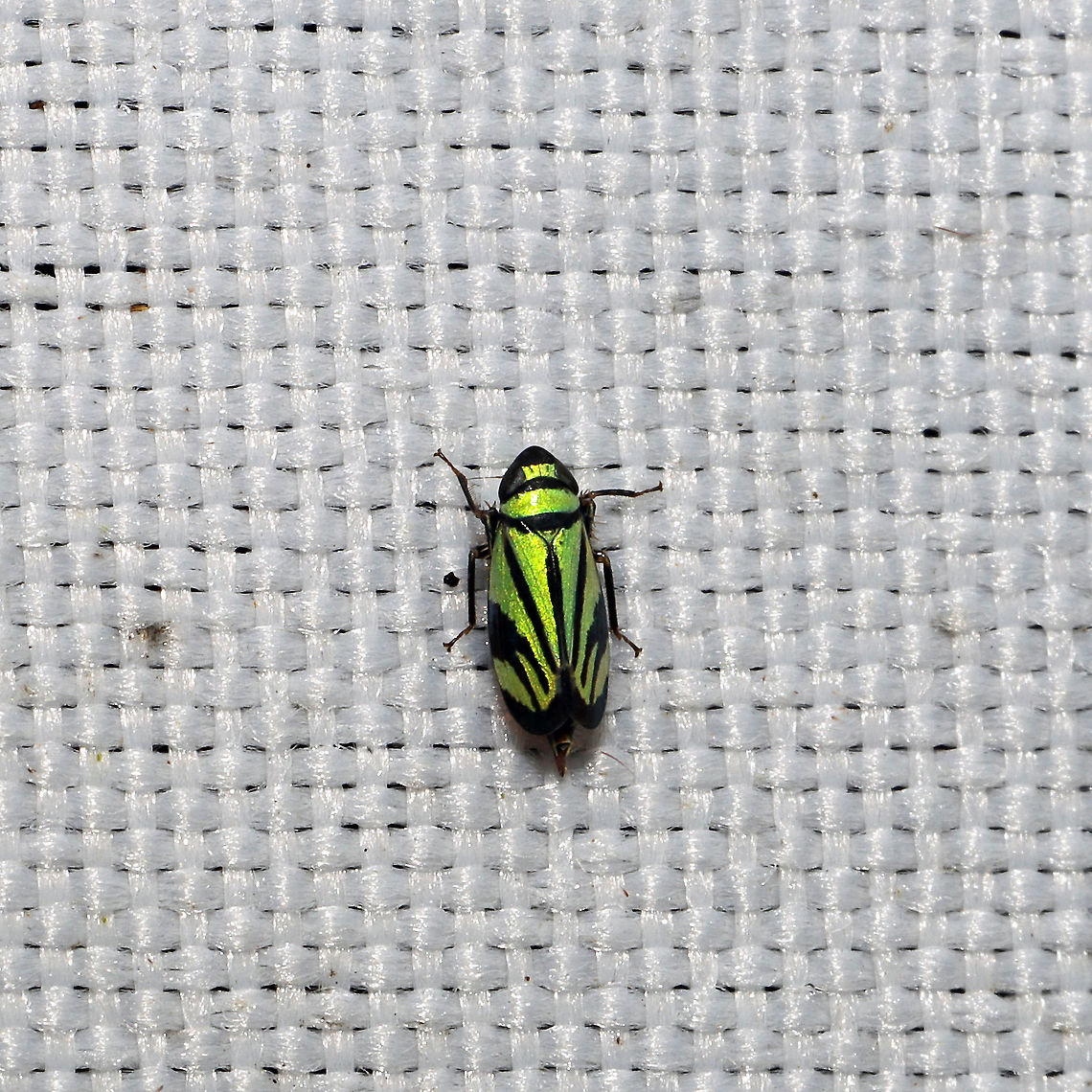 Stirellus bicolor At a 365 + 395nm UV light setup at a mixed forest edge.<br />
<figure class="photo"><a href="https://www.jungledragon.com/image/118847/stirellus_bicolor.html" title="Stirellus bicolor"><img src="https://s3.amazonaws.com/media.jungledragon.com/images/3231/118847_thumb.jpg?AWSAccessKeyId=05GMT0V3GWVNE7GGM1R2&Expires=1767225610&Signature=Kx9p8HX6VtZWY6km8DMQe2SSLCw%3D" width="200" height="200" alt="Stirellus bicolor At a 365 + 395nm UV light setup at a mixed forest edge.<br />
https://www.jungledragon.com/image/118846/stirellus_bicolor.html Geotagged,Stirellus bicolor,Summer,United States" /></a></figure> Geotagged,Stirellus bicolor,Summer,United States