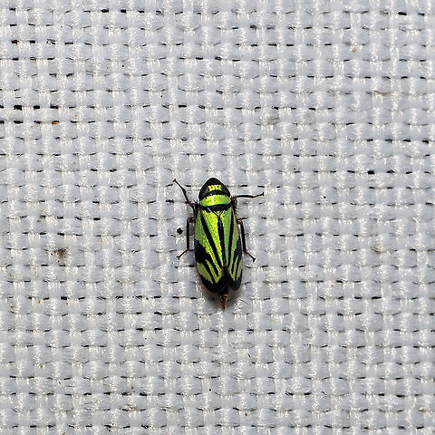 Stirellus bicolor At a 365 + 395nm UV light setup at a mixed forest edge.
https://www.jungledragon.com/image/118847/stirellus_bicolor.html Geotagged,Stirellus bicolor,Summer,United States