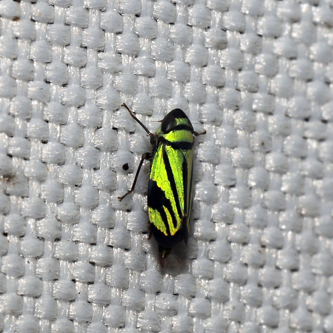 Stirellus bicolor At a 365 + 395nm UV light setup at a mixed forest edge.<br />
<figure class="photo"><a href="https://www.jungledragon.com/image/118846/stirellus_bicolor.html" title="Stirellus bicolor"><img src="https://s3.amazonaws.com/media.jungledragon.com/images/3231/118846_thumb.jpg?AWSAccessKeyId=05GMT0V3GWVNE7GGM1R2&Expires=1770854410&Signature=bqcF7nkaYVsX%2FlUTaFv42jK6rLE%3D" width="200" height="200" alt="Stirellus bicolor At a 365 + 395nm UV light setup at a mixed forest edge.<br />
https://www.jungledragon.com/image/118847/stirellus_bicolor.html Geotagged,Stirellus bicolor,Summer,United States" /></a></figure> Geotagged,Stirellus bicolor,Summer,United States