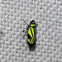 Stirellus bicolor At a 365 + 395nm UV light setup at a mixed forest edge.<br />
https://www.jungledragon.com/image/118846/stirellus_bicolor.html Geotagged,Stirellus bicolor,Summer,United States