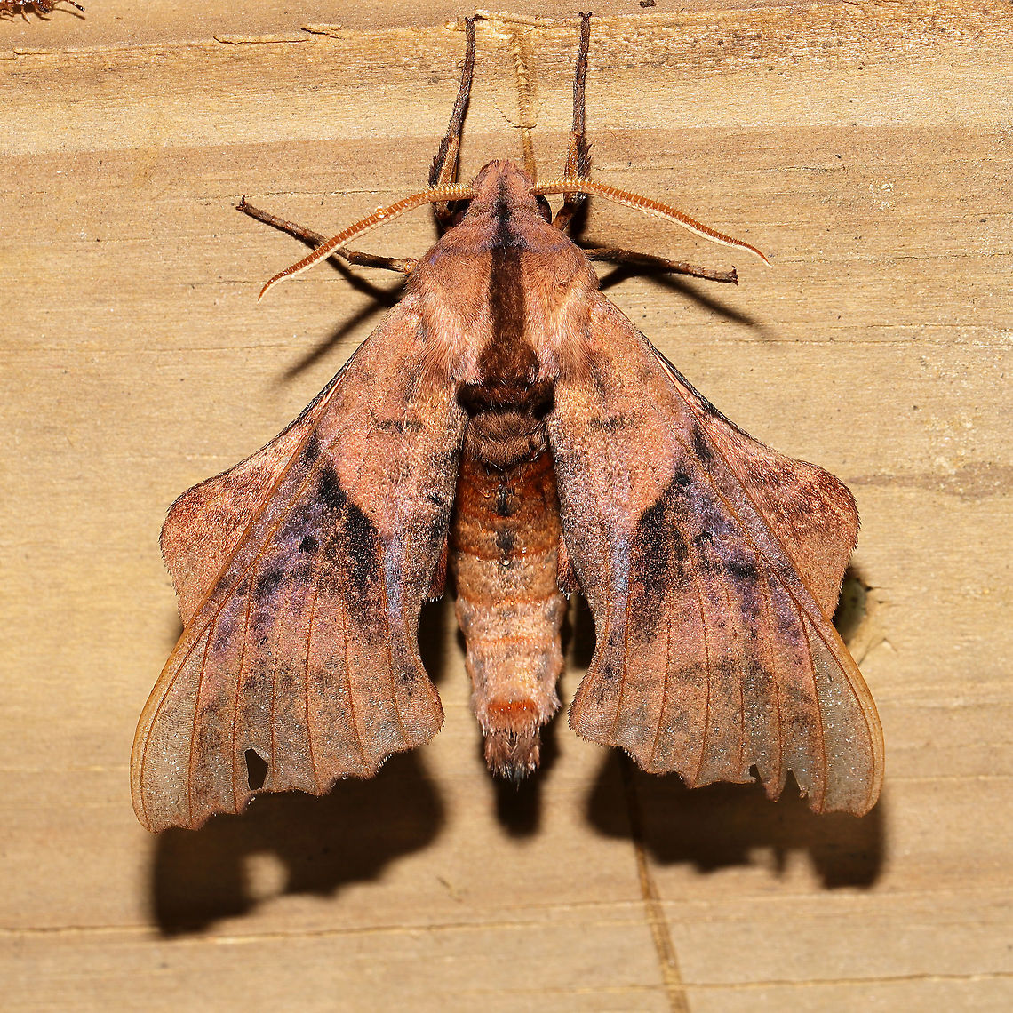Blinded Sphinx (Paonias excaecata)  At a 365 + 395nm UV light setup at a mixed forest edge.<br />
<figure class="photo"><a href="https://www.jungledragon.com/image/118851/blinded_sphinx_paonias_excaecata.html" title="Blinded Sphinx (Paonias excaecata)"><img src="https://s3.amazonaws.com/media.jungledragon.com/images/3231/118851_thumb.jpg?AWSAccessKeyId=05GMT0V3GWVNE7GGM1R2&Expires=1770854410&Signature=8f8Oz29hYJypVmb9KyQmZY9EICs%3D" width="200" height="200" alt="Blinded Sphinx (Paonias excaecata) At a 365 + 395nm UV light setup at a mixed forest edge. <br />
https://www.jungledragon.com/image/118850/blinded_sphinx_paonias_excaecata.html Blinded Sphinx,Geotagged,Moth Week 2021,Paonias excaecatus,Summer,United States" /></a></figure> Blinded Sphinx,Geotagged,Moth Week 2021,Paonias excaecatus,Summer,United States