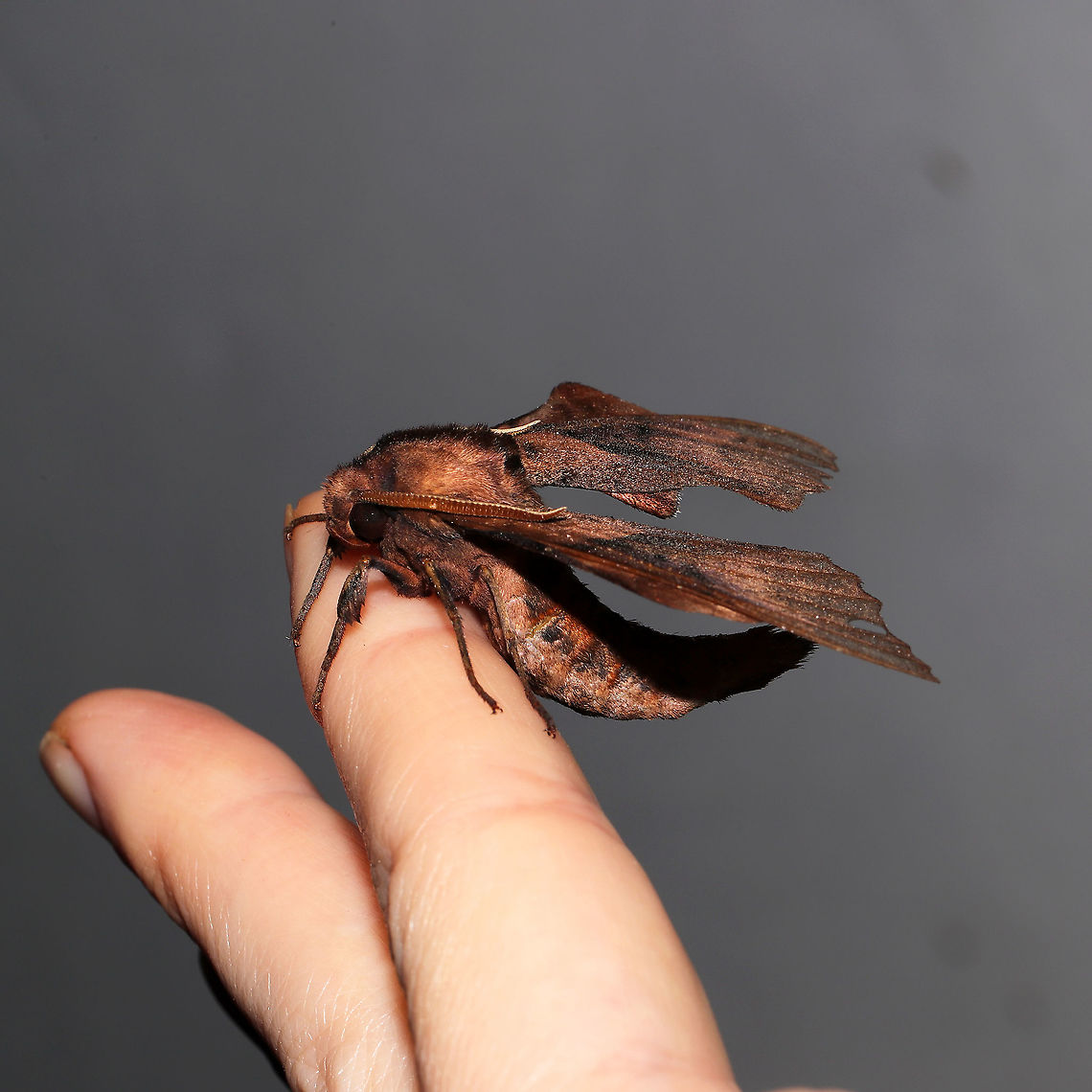 Blinded Sphinx (Paonias excaecata) At a 365 + 395nm UV light setup at a mixed forest edge. <br />
<figure class="photo"><a href="https://www.jungledragon.com/image/118850/blinded_sphinx_paonias_excaecata.html" title="Blinded Sphinx (Paonias excaecata)"><img src="https://s3.amazonaws.com/media.jungledragon.com/images/3231/118850_thumb.jpg?AWSAccessKeyId=05GMT0V3GWVNE7GGM1R2&Expires=1770854410&Signature=DUysbq8CgoPKHjLlwTP1Dd1ob9s%3D" width="200" height="200" alt="Blinded Sphinx (Paonias excaecata)  At a 365 + 395nm UV light setup at a mixed forest edge.<br />
https://www.jungledragon.com/image/118851/blinded_sphinx_paonias_excaecata.html Blinded Sphinx,Geotagged,Moth Week 2021,Paonias excaecatus,Summer,United States" /></a></figure> Blinded Sphinx,Geotagged,Moth Week 2021,Paonias excaecatus,Summer,United States