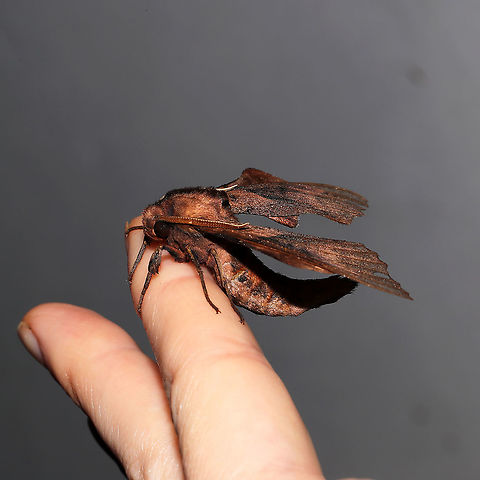 Blinded Sphinx (Paonias excaecata) At a 365 + 395nm UV light setup at a mixed forest edge. 
https://www.jungledragon.com/image/118850/blinded_sphinx_paonias_excaecata.html Blinded Sphinx,Geotagged,Moth Week 2021,Paonias excaecatus,Summer,United States