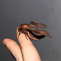 Blinded Sphinx (Paonias excaecata) At a 365 + 395nm UV light setup at a mixed forest edge. <br />
https://www.jungledragon.com/image/118850/blinded_sphinx_paonias_excaecata.html Blinded Sphinx,Geotagged,Moth Week 2021,Paonias excaecatus,Summer,United States