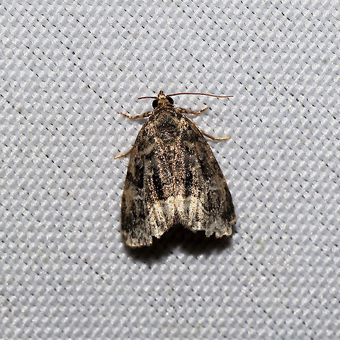 Large Mossy Glyph (Protodeltote muscosula)  At a 365 + 395nm UV light setup at a mixed forest edge. Geotagged,Large mossy lithacodium,Moth Week 2021,Protodeltote muscosula,Summer,United States