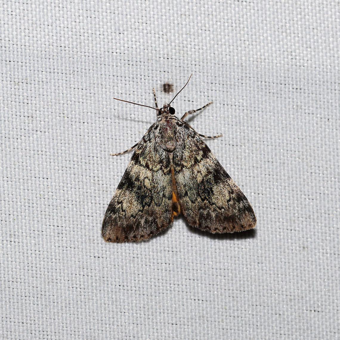 Little Lined Underwing (Catocala lineella)  At a 365 + 395nm UV light setup at a mixed forest edge. Catocala lineella,Geotagged,Moth Week 2021,Summer,United States