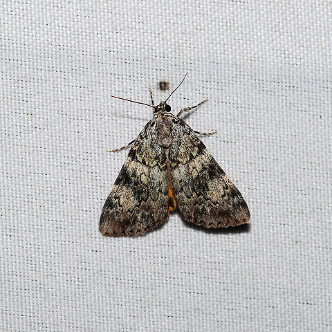 Lineella Underwing