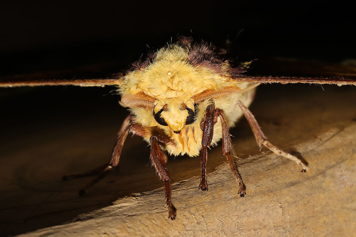 Imperial Moth (Eacles imperialis) At a 365 + 395nm UV light setup at a mixed forest edge. <br />
<figure class="photo"><a href="https://www.jungledragon.com/image/118855/imperial_moth_eacles_imperialis.html" title="Imperial Moth (Eacles imperialis)"><img src="https://s3.amazonaws.com/media.jungledragon.com/images/3231/118855_thumb.jpg?AWSAccessKeyId=05GMT0V3GWVNE7GGM1R2&Expires=1759968010&Signature=yWhbDzOYPDrMmwnBST0CXL1Kd7I%3D" width="200" height="134" alt="Imperial Moth (Eacles imperialis)  At a 365 + 395nm UV light setup at a mixed forest edge.<br />
https://www.jungledragon.com/image/118854/imperial_moth_eacles_imperialis.html Eacles imperialis,Geotagged,Imperial moth,Moth Week 2021,Summer,United States" /></a></figure> Eacles imperialis,Geotagged,Imperial moth,Moth Week 2021,Summer,United States