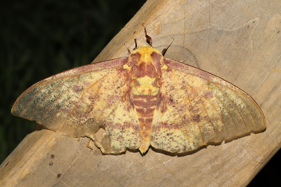 Imperial Moth (Eacles imperialis)  At a 365 + 395nm UV light setup at a mixed forest edge.<br />
<figure class="photo"><a href="https://www.jungledragon.com/image/118854/imperial_moth_eacles_imperialis.html" title="Imperial Moth (Eacles imperialis)"><img src="https://s3.amazonaws.com/media.jungledragon.com/images/3231/118854_thumb.jpg?AWSAccessKeyId=05GMT0V3GWVNE7GGM1R2&Expires=1767225610&Signature=I8%2FX3GEnB7Hr6XuW%2Fz7MU8loyEA%3D" width="200" height="134" alt="Imperial Moth (Eacles imperialis) At a 365 + 395nm UV light setup at a mixed forest edge. <br />
https://www.jungledragon.com/image/118855/imperial_moth_eacles_imperialis.html Eacles imperialis,Geotagged,Imperial moth,Moth Week 2021,Summer,United States" /></a></figure> Eacles imperialis,Geotagged,Imperial moth,Moth Week 2021,Summer,United States