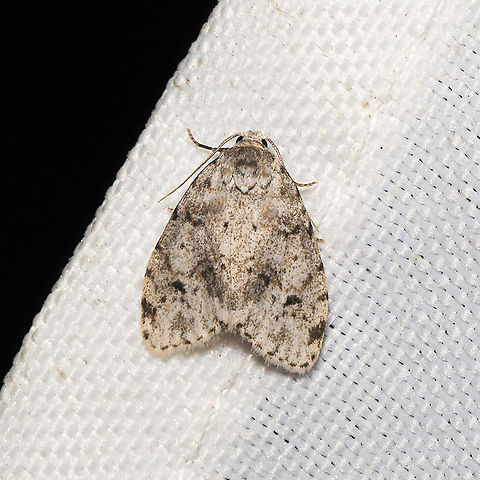 Little White Lichen Moth (Clemensia albata)  At a 365 + 395nm UV light setup at a mixed forest edge. Clemensia albata,Geotagged,Little white lichen moth,Moth Week 2021,Summer,United States