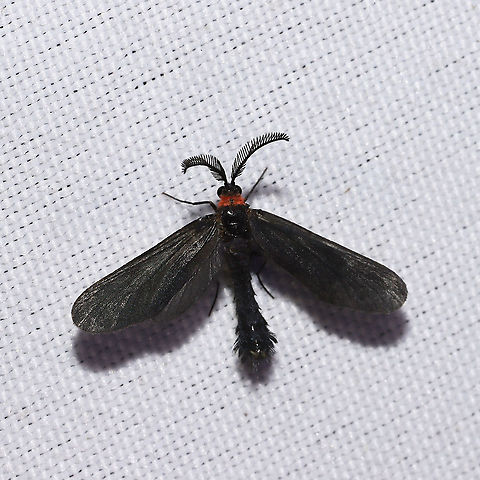 Grapeleaf Skeletonizer Moth (Harrisina americana)  At a 365 + 395nm UV light setup at a mixed forest edge. Geotagged,Grapeleaf skeletonizer,Harrisina americana,Moth Week 2021,Summer,United States