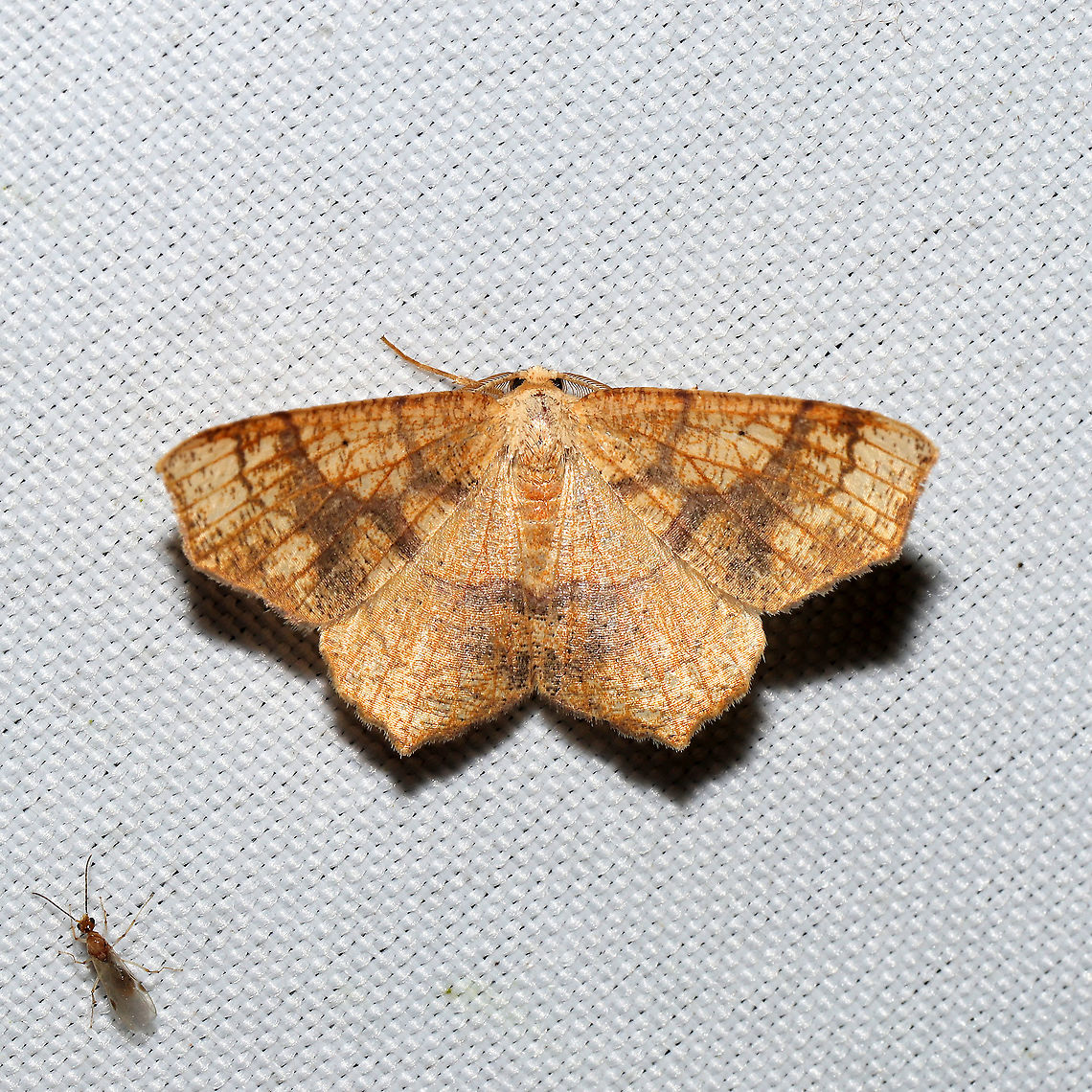 Oak Besma Moth (Besma quercivoraria)  At a 365 + 395nm UV light setup at a mixed forest edge. Besma quercivoraria,Geotagged,Moth Week 2021,Oak besma,Summer,United States