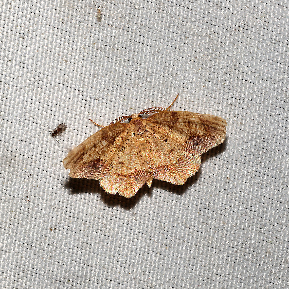Friendly Probole Moth (Probole amicaria)  At a 365 + 395nm UV light setup at a mixed forest edge. Friendly Probole,Geotagged,Moth Week 2021,Probole amicaria,Summer,United States