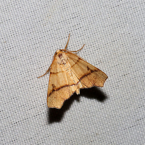 Hollow-spotted Plagodis Moth (Plagodis alcoolaria)  At a 365 + 395nm UV light setup at a mixed forest edge. Geotagged,Hollow-spotted plagodis,Moth Week 2021,Plagodis alcoolaria,Summer,United States