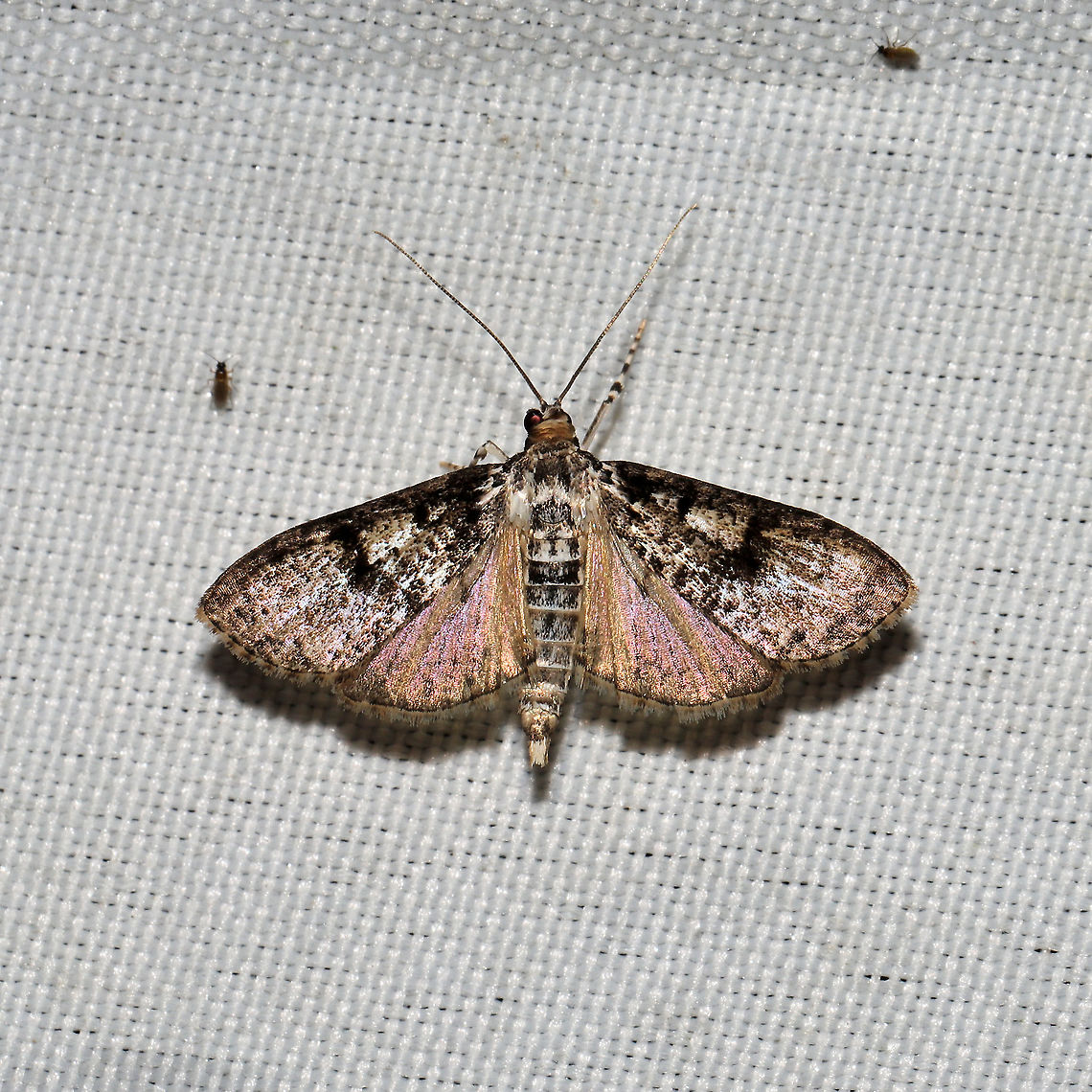 Splendid Palpita Moth (Palpita magniferalis)  At a 365 + 395nm UV light setup at a mixed forest edge. Geotagged,Moth Week 2021,Palpita magniferalis,Splendid palpita snout moth,Summer,United States