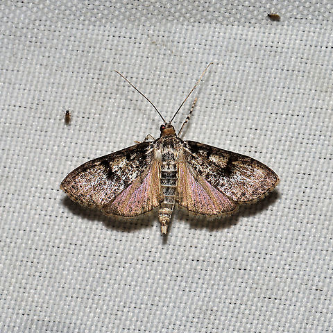 Splendid Palpita Moth (Palpita magniferalis)  At a 365 + 395nm UV light setup at a mixed forest edge. Geotagged,Moth Week 2021,Palpita magniferalis,Splendid palpita snout moth,Summer,United States