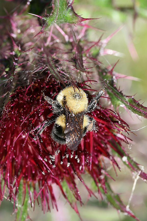 Two-spotted Bumble Bee (Bombus bimaculatus) In a backyard habitat on Cirsium horridulum in NW Georgia (Gordon County), US.<br />
 Bombus bimaculatus,Geotagged,Spring,Two-spotted bumble bee,United States