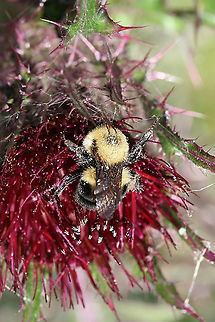 Two-spotted Bumble Bee (Bombus bimaculatus) In a backyard habitat on Cirsium horridulum in NW Georgia (Gordon County), US.
 Bombus bimaculatus,Geotagged,Spring,Two-spotted bumble bee,United States