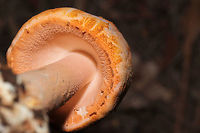 Rose-Tinted Amanita (Amanita roseotincta) Beneath pines (in a flood plain) at the edge of a large creek<br />
https://www.jungledragon.com/image/120675/rose-tinted_amanita_amanita_roseotincta.html<br />
https://www.jungledragon.com/image/120673/rose-tinted_amanita_amanita_roseotincta.html<br />
https://www.jungledragon.com/image/120674/rose-tinted_amanita_amanita_roseotincta.html Amanita roseitincta,Amanita roseotincta,Geotagged,Summer,United States