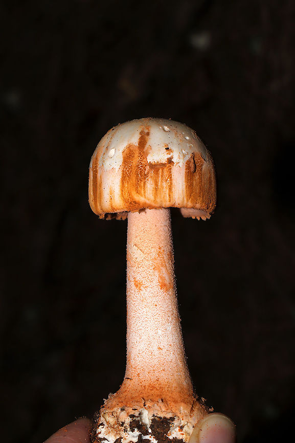 Rose-Tinted Amanita (Amanita roseotincta) Beneath pines (in a flood plain) at the edge of a large creek<br />
<figure class="photo"><a href="https://www.jungledragon.com/image/120675/rose-tinted_amanita_amanita_roseotincta.html" title="Rose-Tinted Amanita (Amanita roseotincta)"><img src="https://s3.amazonaws.com/media.jungledragon.com/images/3231/120675_thumb.jpg?AWSAccessKeyId=05GMT0V3GWVNE7GGM1R2&Expires=1759968010&Signature=5OITUN7InmDW%2Bftp43uDW8KWCm0%3D" width="200" height="200" alt="Rose-Tinted Amanita (Amanita roseotincta) Beneath pines (in a flood plain) at the edge of a large creek <br />
https://www.jungledragon.com/image/120674/rose-tinted_amanita_amanita_roseotincta.html<br />
https://www.jungledragon.com/image/120673/rose-tinted_amanita_amanita_roseotincta.html<br />
https://www.jungledragon.com/image/120672/rose-tinted_amanita_amanita_roseotincta.html Amanita roseitincta,Amanita roseotincta,Geotagged,Summer,United States" /></a></figure><br />
<figure class="photo"><a href="https://www.jungledragon.com/image/120674/rose-tinted_amanita_amanita_roseotincta.html" title="Rose-Tinted Amanita (Amanita roseotincta)"><img src="https://s3.amazonaws.com/media.jungledragon.com/images/3231/120674_thumb.jpg?AWSAccessKeyId=05GMT0V3GWVNE7GGM1R2&Expires=1759968010&Signature=TgIzTEVK%2Bqw%2Bpt%2FdXJ68AX27j3o%3D" width="200" height="134" alt="Rose-Tinted Amanita (Amanita roseotincta) Beneath pines (in a flood plain) at the edge of a large creek <br />
https://www.jungledragon.com/image/120675/rose-tinted_amanita_amanita_roseotincta.html<br />
https://www.jungledragon.com/image/120673/rose-tinted_amanita_amanita_roseotincta.html<br />
https://www.jungledragon.com/image/120672/rose-tinted_amanita_amanita_roseotincta.html Amanita roseitincta,Amanita roseotincta,Geotagged,Summer,United States" /></a></figure><br />
<figure class="photo"><a href="https://www.jungledragon.com/image/120672/rose-tinted_amanita_amanita_roseotincta.html" title="Rose-Tinted Amanita (Amanita roseotincta)"><img src="https://s3.amazonaws.com/media.jungledragon.com/images/3231/120672_thumb.jpg?AWSAccessKeyId=05GMT0V3GWVNE7GGM1R2&Expires=1759968010&Signature=%2B8Lfsgpjrw%2BlX6C4eXCKYiNxTXw%3D" width="200" height="134" alt="Rose-Tinted Amanita (Amanita roseotincta) Beneath pines (in a flood plain) at the edge of a large creek<br />
https://www.jungledragon.com/image/120675/rose-tinted_amanita_amanita_roseotincta.html<br />
https://www.jungledragon.com/image/120673/rose-tinted_amanita_amanita_roseotincta.html<br />
https://www.jungledragon.com/image/120674/rose-tinted_amanita_amanita_roseotincta.html Amanita roseitincta,Amanita roseotincta,Geotagged,Summer,United States" /></a></figure><br />
 Amanita roseitincta,Amanita roseotincta,Geotagged,Summer,United States