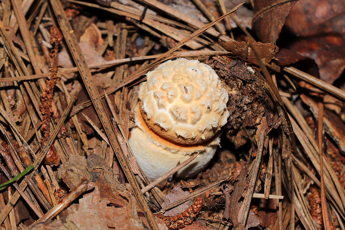 Rose-Tinted Amanita (Amanita roseotincta) Beneath pines (in a flood plain) at the edge of a large creek <br />
<figure class="photo"><a href="https://www.jungledragon.com/image/120675/rose-tinted_amanita_amanita_roseotincta.html" title="Rose-Tinted Amanita (Amanita roseotincta)"><img src="https://s3.amazonaws.com/media.jungledragon.com/images/3231/120675_thumb.jpg?AWSAccessKeyId=05GMT0V3GWVNE7GGM1R2&Expires=1769040010&Signature=8lGO9G8j3ATMuAN992jAzLoFjCU%3D" width="200" height="200" alt="Rose-Tinted Amanita (Amanita roseotincta) Beneath pines (in a flood plain) at the edge of a large creek <br />
https://www.jungledragon.com/image/120674/rose-tinted_amanita_amanita_roseotincta.html<br />
https://www.jungledragon.com/image/120673/rose-tinted_amanita_amanita_roseotincta.html<br />
https://www.jungledragon.com/image/120672/rose-tinted_amanita_amanita_roseotincta.html Amanita roseitincta,Amanita roseotincta,Geotagged,Summer,United States" /></a></figure><br />
<figure class="photo"><a href="https://www.jungledragon.com/image/120673/rose-tinted_amanita_amanita_roseotincta.html" title="Rose-Tinted Amanita (Amanita roseotincta)"><img src="https://s3.amazonaws.com/media.jungledragon.com/images/3231/120673_thumb.jpg?AWSAccessKeyId=05GMT0V3GWVNE7GGM1R2&Expires=1769040010&Signature=GtLV0iH6oNUjgcvtBTyxL%2BheA0E%3D" width="102" height="152" alt="Rose-Tinted Amanita (Amanita roseotincta) Beneath pines (in a flood plain) at the edge of a large creek<br />
https://www.jungledragon.com/image/120675/rose-tinted_amanita_amanita_roseotincta.html<br />
https://www.jungledragon.com/image/120674/rose-tinted_amanita_amanita_roseotincta.html<br />
https://www.jungledragon.com/image/120672/rose-tinted_amanita_amanita_roseotincta.html<br />
 Amanita roseitincta,Amanita roseotincta,Geotagged,Summer,United States" /></a></figure><br />
<figure class="photo"><a href="https://www.jungledragon.com/image/120672/rose-tinted_amanita_amanita_roseotincta.html" title="Rose-Tinted Amanita (Amanita roseotincta)"><img src="https://s3.amazonaws.com/media.jungledragon.com/images/3231/120672_thumb.jpg?AWSAccessKeyId=05GMT0V3GWVNE7GGM1R2&Expires=1769040010&Signature=gbv8Ca76c8EoosP%2BD90u%2F4dQ084%3D" width="200" height="134" alt="Rose-Tinted Amanita (Amanita roseotincta) Beneath pines (in a flood plain) at the edge of a large creek<br />
https://www.jungledragon.com/image/120675/rose-tinted_amanita_amanita_roseotincta.html<br />
https://www.jungledragon.com/image/120673/rose-tinted_amanita_amanita_roseotincta.html<br />
https://www.jungledragon.com/image/120674/rose-tinted_amanita_amanita_roseotincta.html Amanita roseitincta,Amanita roseotincta,Geotagged,Summer,United States" /></a></figure> Amanita roseitincta,Amanita roseotincta,Geotagged,Summer,United States