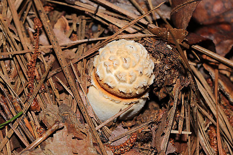 Rose-Tinted Amanita (Amanita roseotincta) Beneath pines (in a flood plain) at the edge of a large creek 
https://www.jungledragon.com/image/120675/rose-tinted_amanita_amanita_roseotincta.html
https://www.jungledragon.com/image/120673/rose-tinted_amanita_amanita_roseotincta.html
https://www.jungledragon.com/image/120672/rose-tinted_amanita_amanita_roseotincta.html Amanita roseitincta,Amanita roseotincta,Geotagged,Summer,United States