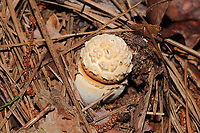 Rose-Tinted Amanita (Amanita roseotincta) Beneath pines (in a flood plain) at the edge of a large creek <br />
https://www.jungledragon.com/image/120675/rose-tinted_amanita_amanita_roseotincta.html<br />
https://www.jungledragon.com/image/120673/rose-tinted_amanita_amanita_roseotincta.html<br />
https://www.jungledragon.com/image/120672/rose-tinted_amanita_amanita_roseotincta.html Amanita roseitincta,Amanita roseotincta,Geotagged,Summer,United States