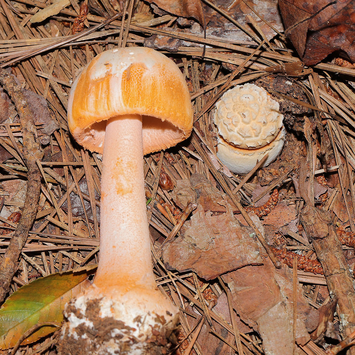 Rose-Tinted Amanita (Amanita roseotincta) Beneath pines (in a flood plain) at the edge of a large creek <br />
<figure class="photo"><a href="https://www.jungledragon.com/image/120674/rose-tinted_amanita_amanita_roseotincta.html" title="Rose-Tinted Amanita (Amanita roseotincta)"><img src="https://s3.amazonaws.com/media.jungledragon.com/images/3231/120674_thumb.jpg?AWSAccessKeyId=05GMT0V3GWVNE7GGM1R2&Expires=1759968010&Signature=TgIzTEVK%2Bqw%2Bpt%2FdXJ68AX27j3o%3D" width="200" height="134" alt="Rose-Tinted Amanita (Amanita roseotincta) Beneath pines (in a flood plain) at the edge of a large creek <br />
https://www.jungledragon.com/image/120675/rose-tinted_amanita_amanita_roseotincta.html<br />
https://www.jungledragon.com/image/120673/rose-tinted_amanita_amanita_roseotincta.html<br />
https://www.jungledragon.com/image/120672/rose-tinted_amanita_amanita_roseotincta.html Amanita roseitincta,Amanita roseotincta,Geotagged,Summer,United States" /></a></figure><br />
<figure class="photo"><a href="https://www.jungledragon.com/image/120673/rose-tinted_amanita_amanita_roseotincta.html" title="Rose-Tinted Amanita (Amanita roseotincta)"><img src="https://s3.amazonaws.com/media.jungledragon.com/images/3231/120673_thumb.jpg?AWSAccessKeyId=05GMT0V3GWVNE7GGM1R2&Expires=1759968010&Signature=DTSp2k%2BV%2FkKZL7l%2B1zknXe88zRk%3D" width="102" height="152" alt="Rose-Tinted Amanita (Amanita roseotincta) Beneath pines (in a flood plain) at the edge of a large creek<br />
https://www.jungledragon.com/image/120675/rose-tinted_amanita_amanita_roseotincta.html<br />
https://www.jungledragon.com/image/120674/rose-tinted_amanita_amanita_roseotincta.html<br />
https://www.jungledragon.com/image/120672/rose-tinted_amanita_amanita_roseotincta.html<br />
 Amanita roseitincta,Amanita roseotincta,Geotagged,Summer,United States" /></a></figure><br />
<figure class="photo"><a href="https://www.jungledragon.com/image/120672/rose-tinted_amanita_amanita_roseotincta.html" title="Rose-Tinted Amanita (Amanita roseotincta)"><img src="https://s3.amazonaws.com/media.jungledragon.com/images/3231/120672_thumb.jpg?AWSAccessKeyId=05GMT0V3GWVNE7GGM1R2&Expires=1759968010&Signature=%2B8Lfsgpjrw%2BlX6C4eXCKYiNxTXw%3D" width="200" height="134" alt="Rose-Tinted Amanita (Amanita roseotincta) Beneath pines (in a flood plain) at the edge of a large creek<br />
https://www.jungledragon.com/image/120675/rose-tinted_amanita_amanita_roseotincta.html<br />
https://www.jungledragon.com/image/120673/rose-tinted_amanita_amanita_roseotincta.html<br />
https://www.jungledragon.com/image/120674/rose-tinted_amanita_amanita_roseotincta.html Amanita roseitincta,Amanita roseotincta,Geotagged,Summer,United States" /></a></figure> Amanita roseitincta,Amanita roseotincta,Geotagged,Summer,United States
